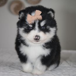 Kallie - Gray and white female Pomsky puppy in Apple Creek, Ohio from Kathryn Troyer