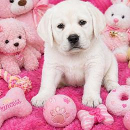 Labrador Retriever Puppies from Flashylabs AKC GRAND CHAMPION SIRED