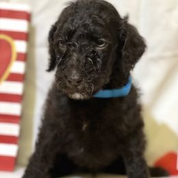 Poodles from Lil French Farm