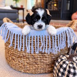 Red collar - Fluffy - Black and white female Cockapoo puppy in Mt Bethel, Pennsylvania from Stasia’s Cutiepoos