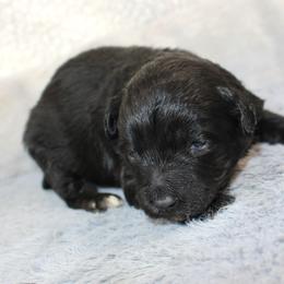 Rose - Black and white female Aussiedoodle puppy in Stokesdale, North Carolina from His and Hers Poodles and Doodles