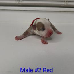 Red Collar Male - Blue fawn male American Pit Bull Terrier puppy in Pensacola, Florida from Alpha Alliance Kennels