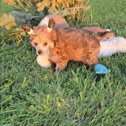 Bianca Long Star Angel - Apricot female Chinese Crested puppy in Amarillo, Texas from Victoria's Chinese Cresteds Long Star Angels
