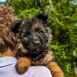 Purple Sugar Plum - Black and red female German Shepherd puppy in Bonney Lake, Washington from German Shepherds Von Washington