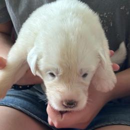 Leia - White female Great Pyrenees puppy in Murfreesboro, Tennessee from Storybook Tails Farm
