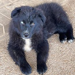 Australian Shepherds from Ready 'N Abel Aussies