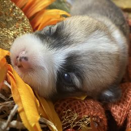 American Corgi and Pembroke Welsh Corgi Puppies from Cascadian Space Coast Corgis LLC
