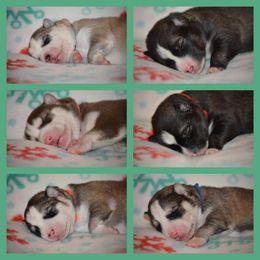 Siberian Husky Puppies from Spalla Pups