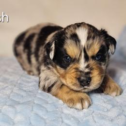 Flash - Blue merle male Australian Shepherd puppy in Owensboro, Kentucky from JnT's Bluegrass Mini Aussies