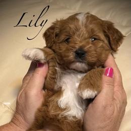 Lily - Apricot female Goldendoodle puppy in Newaygo, Michigan from West Michigan Doodles and Poodles