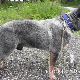 Wilder - Australian Cattle Dog