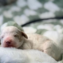 Grace - Parti female Goldendoodle puppy in Knoxville, Tennessee from Graystone Doodles