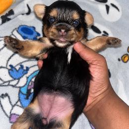 Darla 2500 - Black and tan female Yorkshire Terrier puppy in Gastonia, North Carolina from Banks Dynasty Kennel