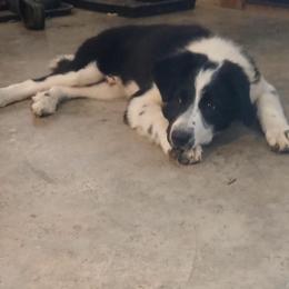 Busta - Black and white male Border Collie puppy in Rockbridge Baths, Virginia from Cedar Springs Corgis/Border collies