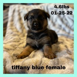 German Shepherd Puppies from Dady Shepherds