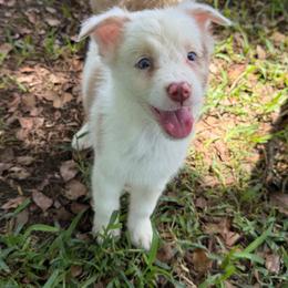Boy 5 - Red merle male Australian Shepherd puppy in Lakeland, Florida from Infinite Aussies
