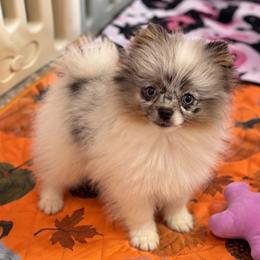 Mosaic - Blue Merle Parti Female - Blue merle female Pomeranian puppy in Buck Valley, Pennsylvania from Buck Valley Pomeranians