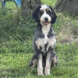 Sage - Bernedoodle