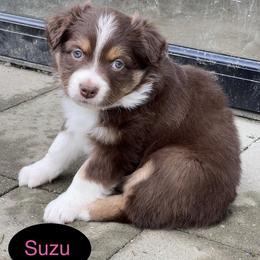 Australian Shepherd Puppies from CTR Farmstead