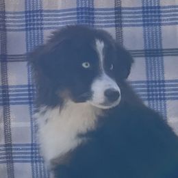 Tango - Miniature Australian Shepherd
