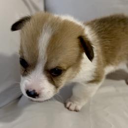 Glaceon - Red female Pembroke Welsh Corgi puppy in Deming, New Mexico from Sylvan Lane Corgis