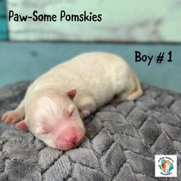 Boy 1 - White male Pomsky puppy in Krum, Texas from Paw-Some Pomskies