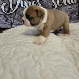Boy 1   Cosmo - Red male Boston Terrier puppy in Walhalla, South Carolina from Dixies  southern  bostons