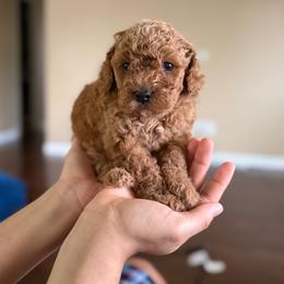 Cockapoo puppies from Breedlove Pupps