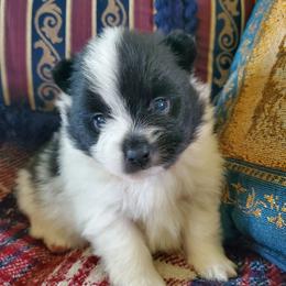 Rowdy - Black parti male Pomeranian puppy in Bellevue, Iowa from Fluffy Wonders Poms and Doodles