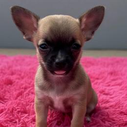 Georgia - Black sabled fawn female Chihuahua puppy in Harlan, Iowa from Home Grown Chihuahuas From Iowa