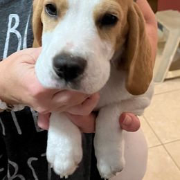Mona - Red and white Beagle puppy in Bonita Springs, Florida from Macushla Beagles