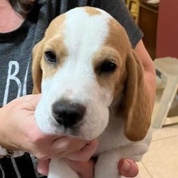 Mona - Red and white Beagle puppy in Bonita Springs, Florida from Macushla Beagles