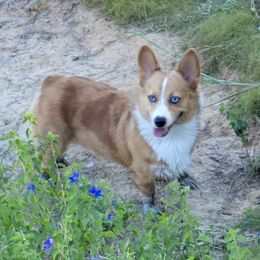 Beau - American Corgi