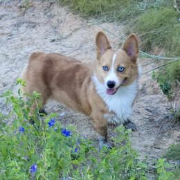 Beau - American Corgi