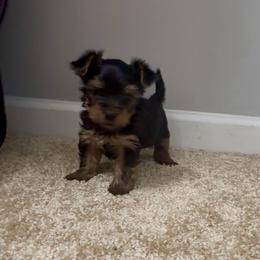 Milo (Toy) - Black and gold male Yorkshire Terrier puppy in Jamestown, North Carolina from North Carolina Maltese, Yorkies & Morkies(previously California Maltese, Yorkies & Morkies)