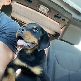 Rottweiler Puppies from Muletown Rotties
