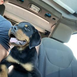 Rottweiler Puppies from Muletown Rotties