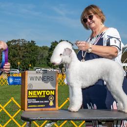 Winsome - Bedlington Terrier