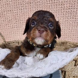 Mocha - Red phantom male Aussiedoodle puppy in Haleyville, Alabama from The Cuddly Dood Ranch