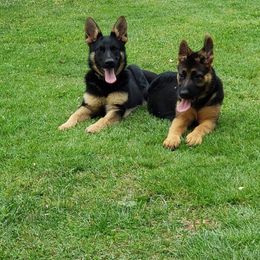 German Shepherd All Grown Up from Hundes Des Waldes Working dogs