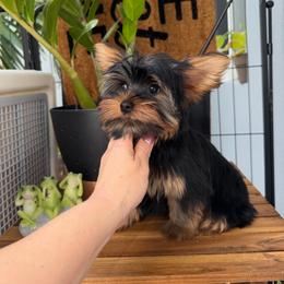 Suri - Black and gold female Yorkshire Terrier puppy in Fort Myers, Florida from Katherine’s Yorkies and Poodles