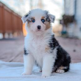 Atlas - Blue merle male Australian Shepherd puppy in Crestwood, Kentucky from FireHart Aussies