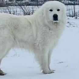 Madeleine - Great Pyrenees