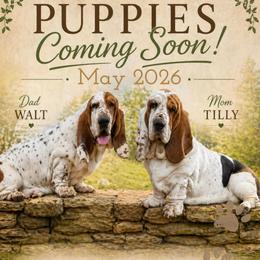 Earl - Black brown and white male Basset Hound puppy in Edmonton, Kentucky from RiverBottom Bassets