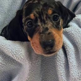 Bunny Tracks - Black and cream male Dachshund puppy in Roseville, California from Denver's Golden Dashies