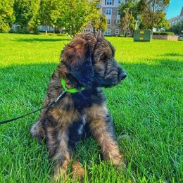 Aussiedoodle Puppies from Signature Doodles