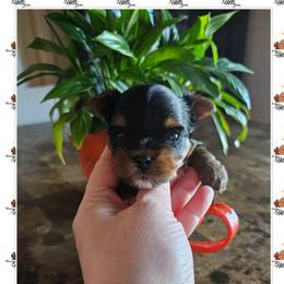Rori - Black and tan male Yorkshire Terrier puppy in Moses Lake, Washington from Harmony Hills Yorkies