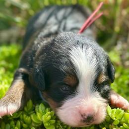Red Collar Girl - Black rust and white female Bernese Mountain Dog puppy in Herriman, Utah from Shaggy Mountain Pups LLC