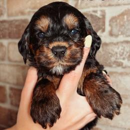 Marcia - Black female Australian Labradoodle puppy in Decatur, Alabama from Southern Meadows Doodles