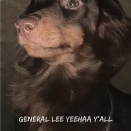 General Lee - Dachshund
